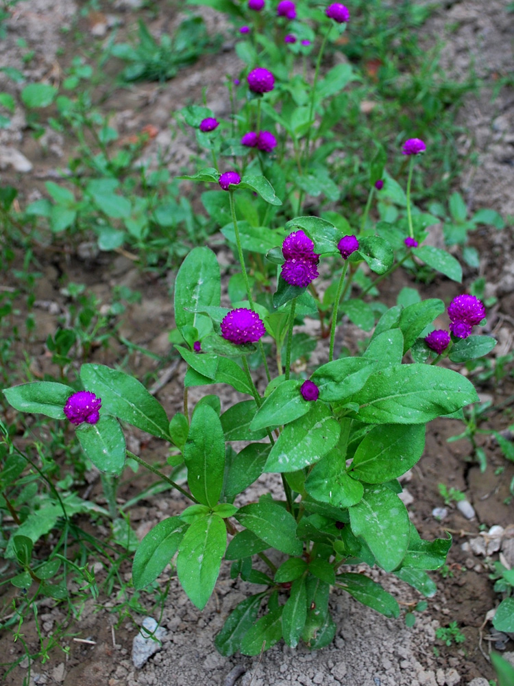 Изображение особи Gomphrena globosa.