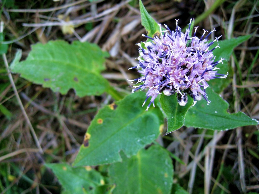 Изображение особи Saussurea riederii.