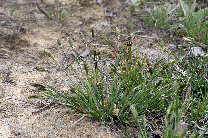 Image of Anthoxanthum odoratum specimen.