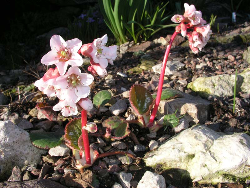 Изображение особи род Bergenia.