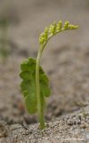 Botrychium lunaria