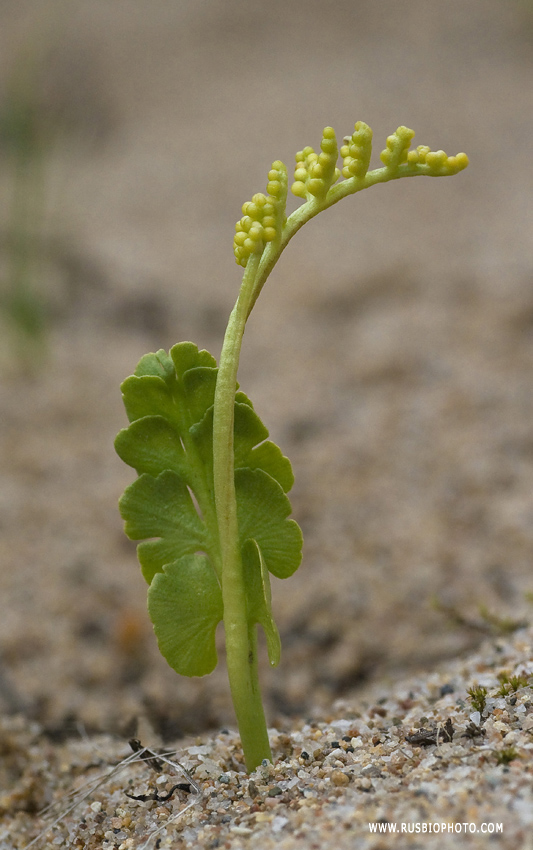 Изображение особи Botrychium lunaria.