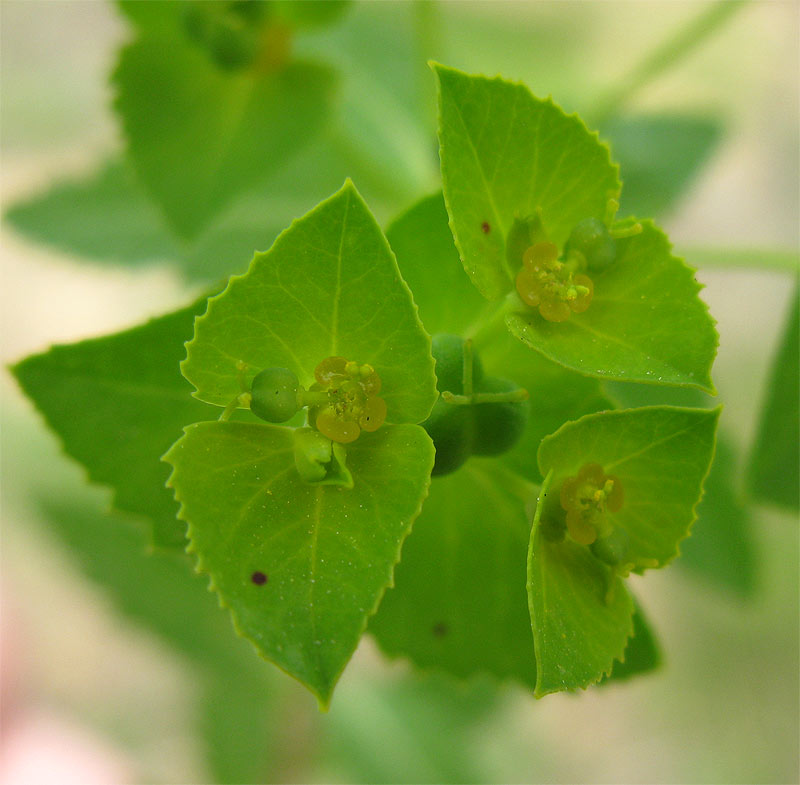 Изображение особи Euphorbia oxyodonta.