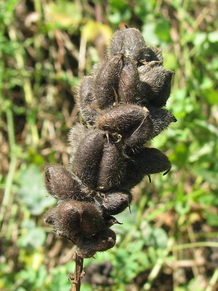 Image of Astragalus cicer specimen.