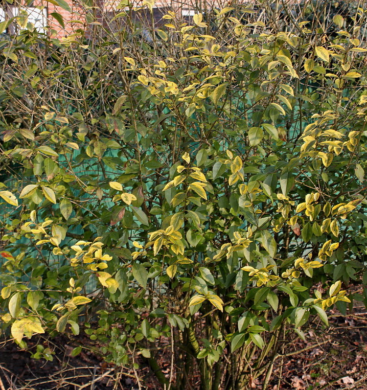 Image of Ligustrum ovalifolium specimen.