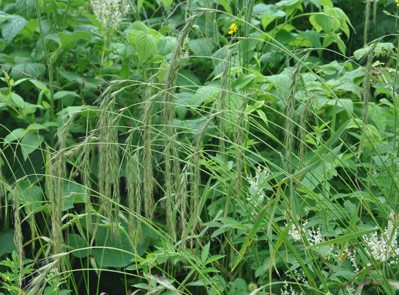 Изображение особи Elymus sibiricus.