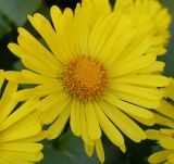 Doronicum orientale