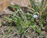 Gentiana aquatica