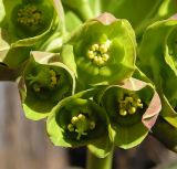 Euphorbia lucorum