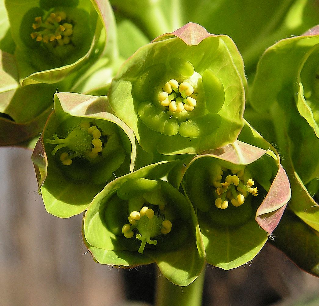 Изображение особи Euphorbia lucorum.