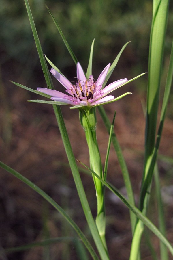 Изображение особи Geropogon hybridus.