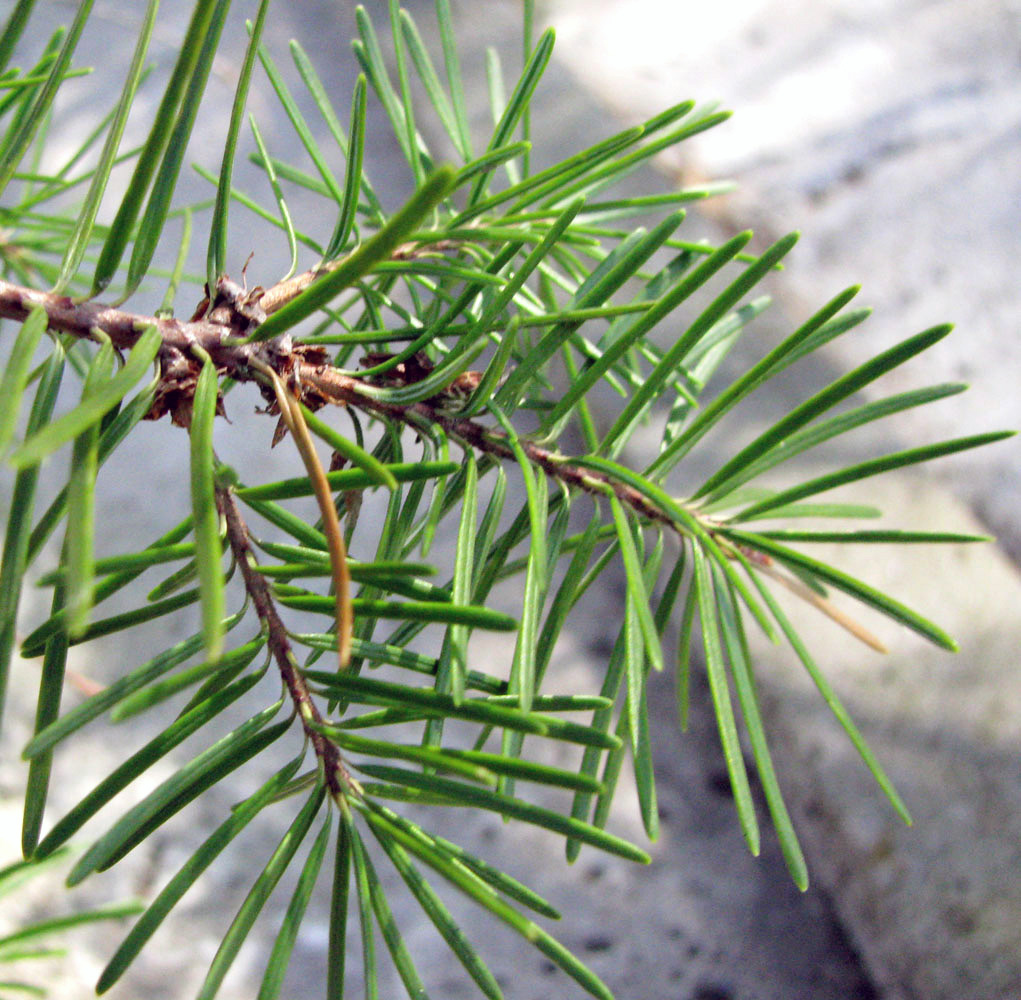 Изображение особи Pseudotsuga menziesii.