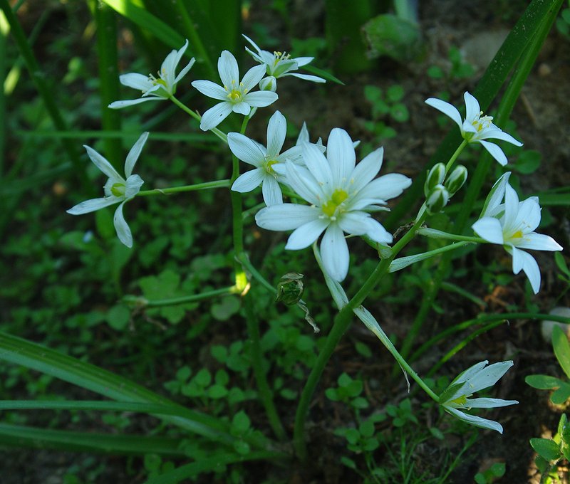 Image of Ornithogalum transcaucasicum specimen.