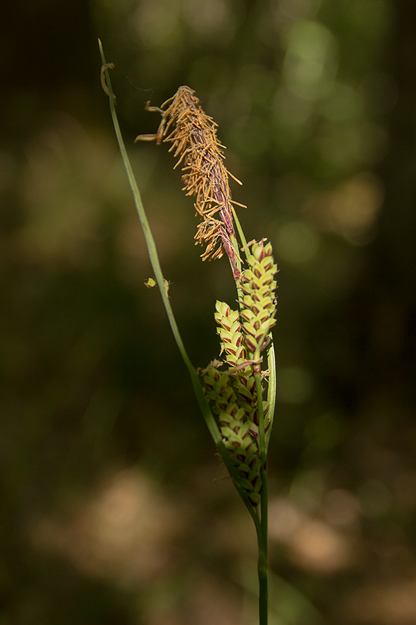 Изображение особи Carex nigra.