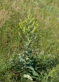 Verbascum lychnitis. Цветущее растение. Крым, Симферополь, Марьино, степной склон. 1 июня 2013 г.