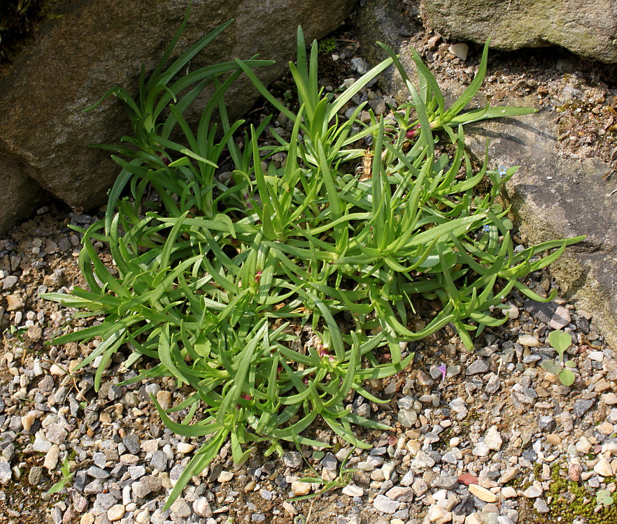 Image of Saponaria caespitosa specimen.