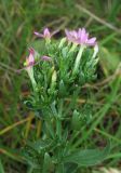 Centaurium erythraea
