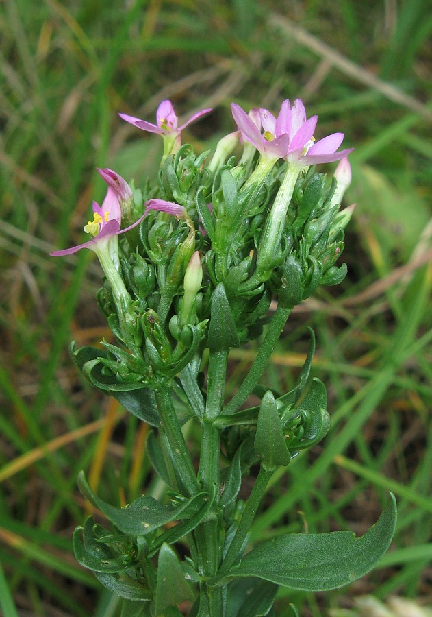 Image of Centaurium erythraea specimen.