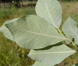 Salix aurita. Испод листа. Московская обл., Лотошинский р-н, окр. дер. Савостино, опушка леса. 08.07.2013.