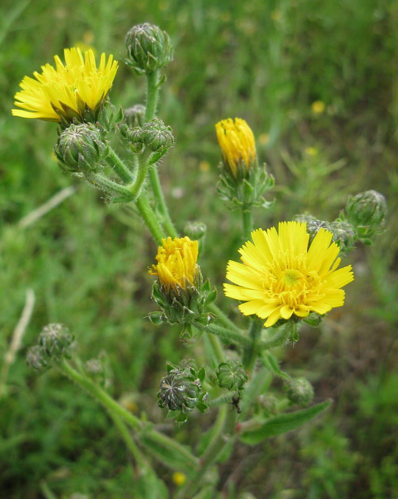 Image of Picris hieracioides specimen.