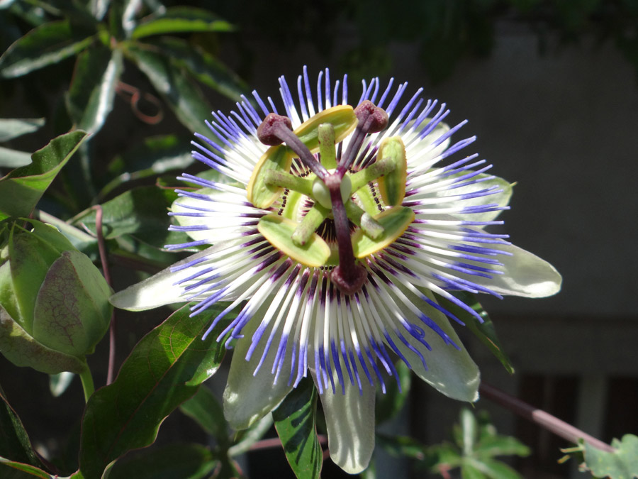 Изображение особи Passiflora caerulea.