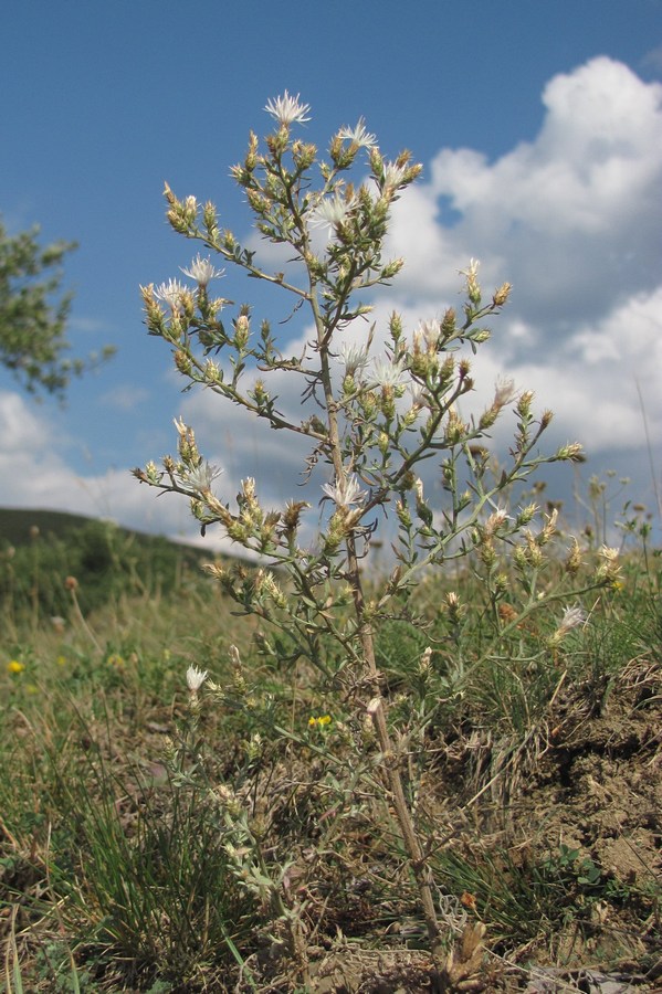 Image of Centaurea diffusa specimen.