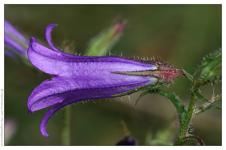 Изображение особи Campanula sibirica.