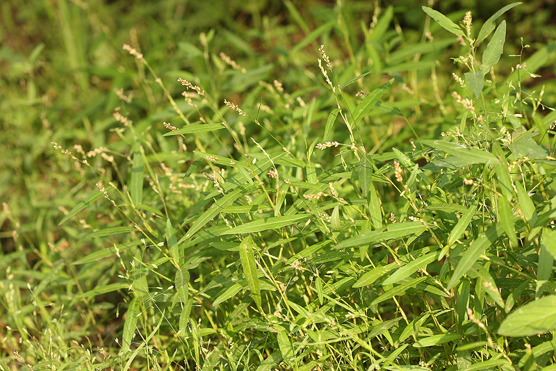 Image of Persicaria minor specimen.