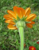 Tithonia rotundifolia. Соцветие (вид со стороны обёртки). Санкт-Петербург, клумба. 5 августа 2013 г.