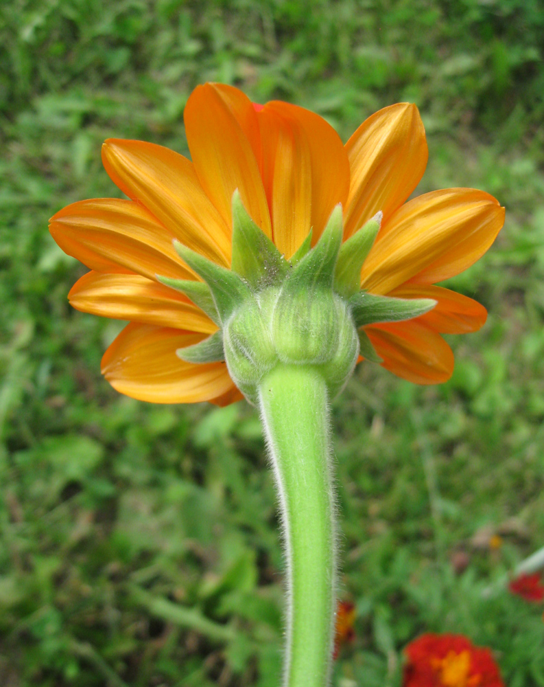 Изображение особи Tithonia rotundifolia.