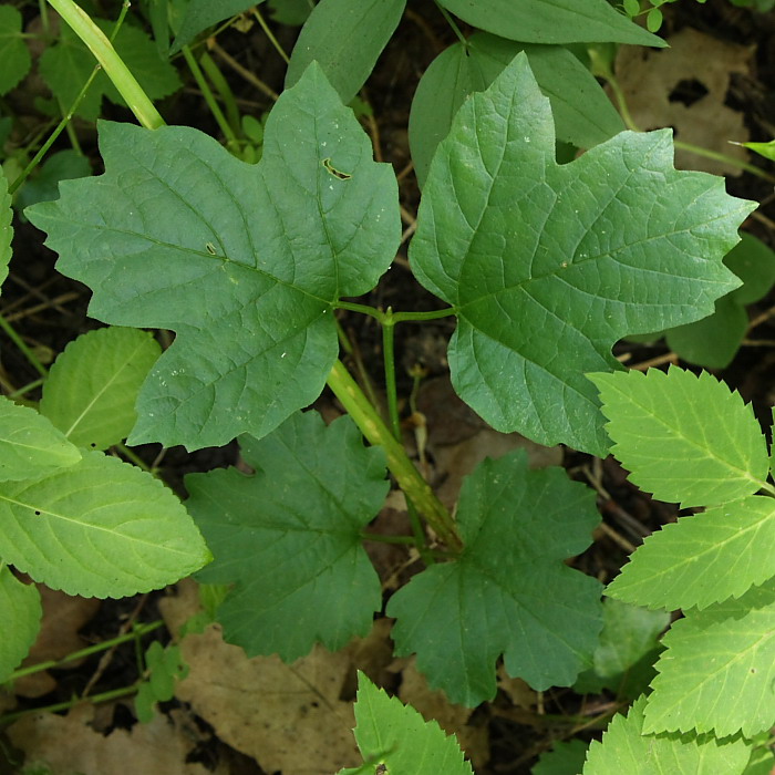 Изображение особи Viburnum opulus.