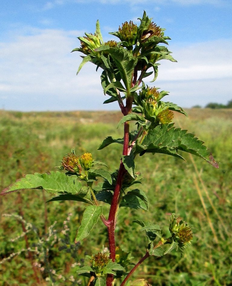 Image of Bidens tripartita specimen.