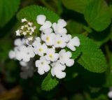 Lantana montevidensis
