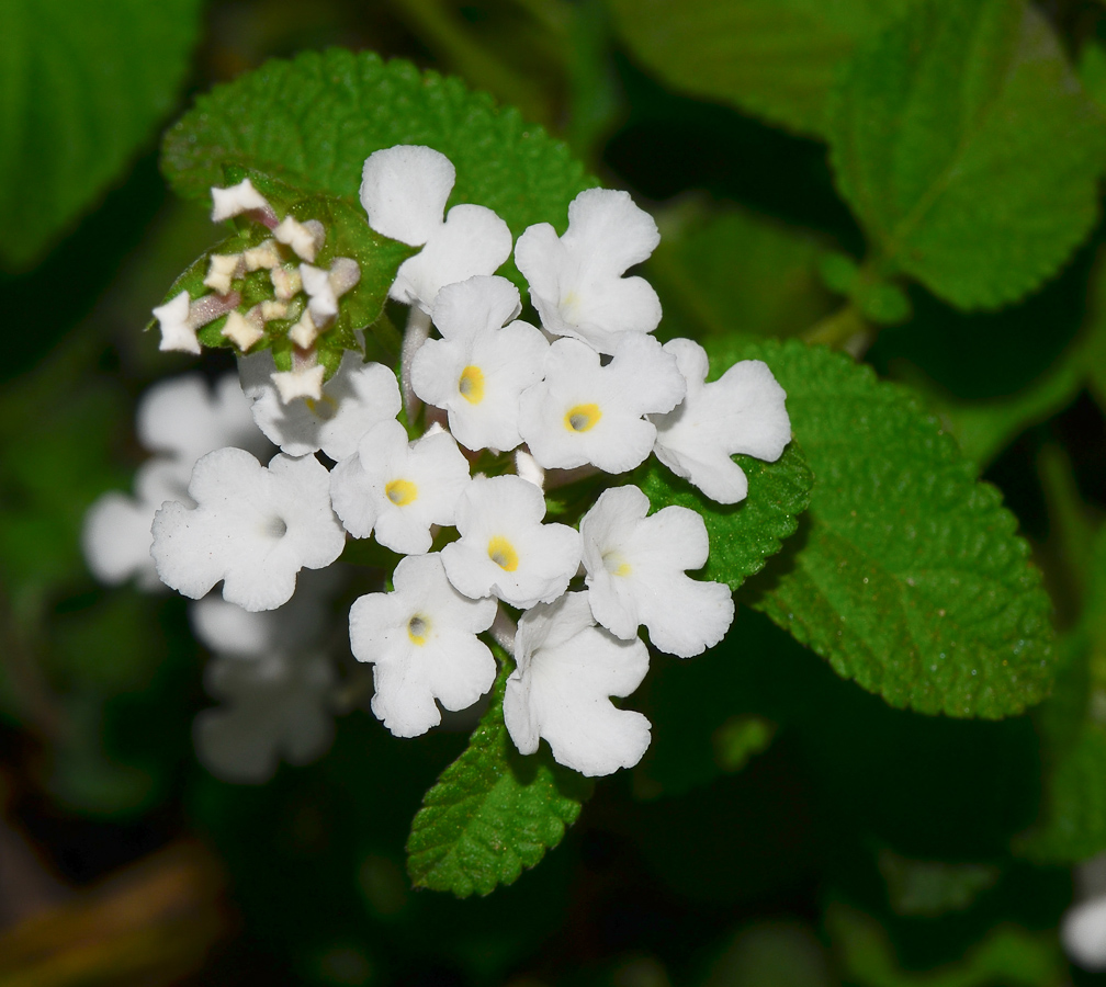 Image of Lantana montevidensis specimen.