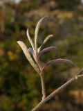 Convolvulus cantabrica