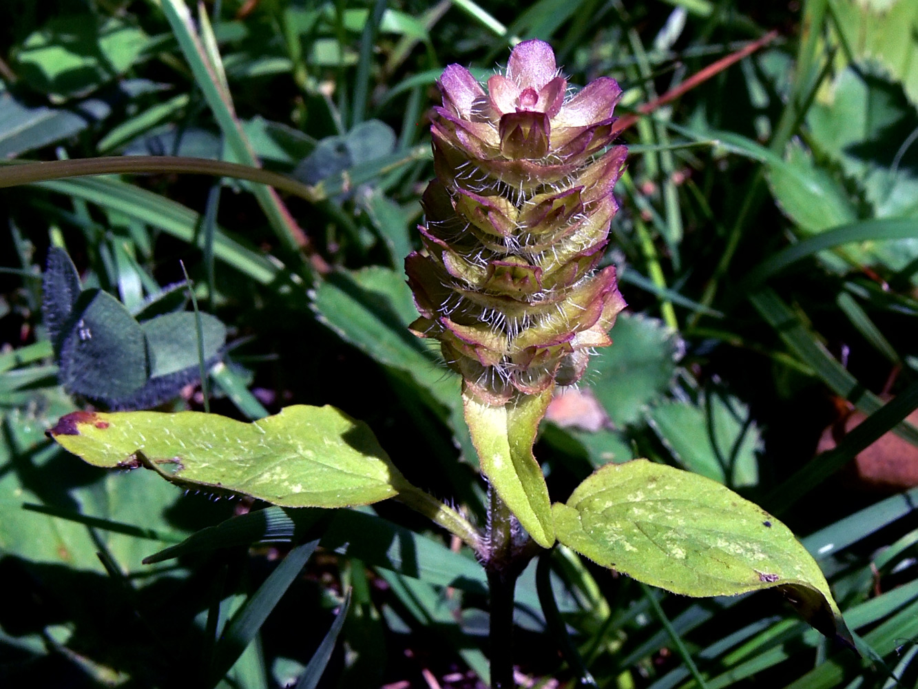 Image of Prunella vulgaris specimen.