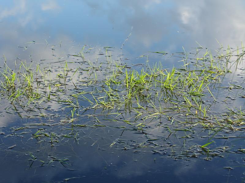 Image of Agrostis stolonifera specimen.