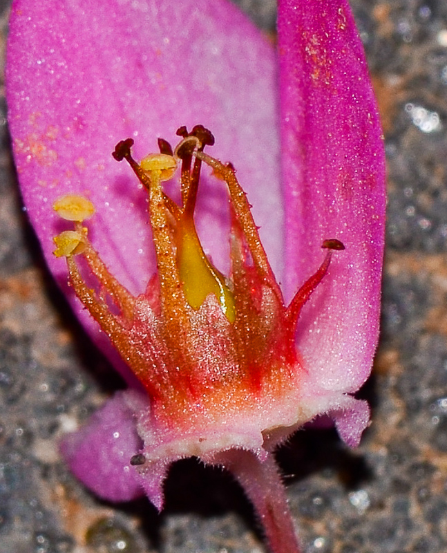 Image of Antigonon leptopus specimen.