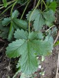 Potentilla caucasica. Листья. Краснодарский край, окр. г. Крымск, обочина горно-лесной дороги. 27.10.2013.