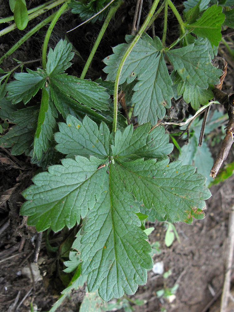 Изображение особи Potentilla caucasica.