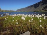 Eriophorum scheuchzeri