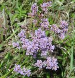 Limonium gmelinii. Соцветия. Иркутская обл., Усть-Ордынский р-н, в долине р. Куда у горы Булен. 15.07.2013.