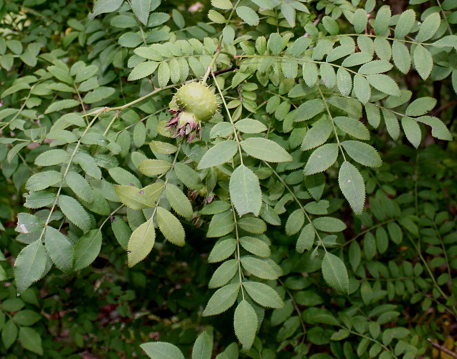 Image of Rosa roxburghii specimen.