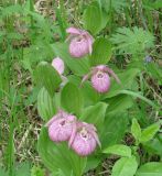 Cypripedium macranthos