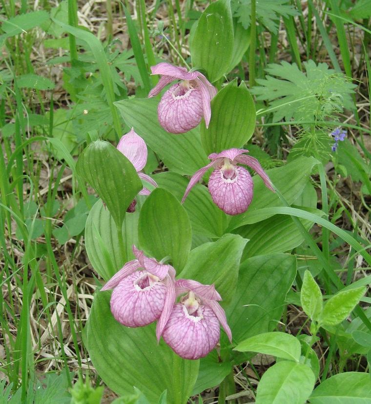 Image of Cypripedium macranthos specimen.