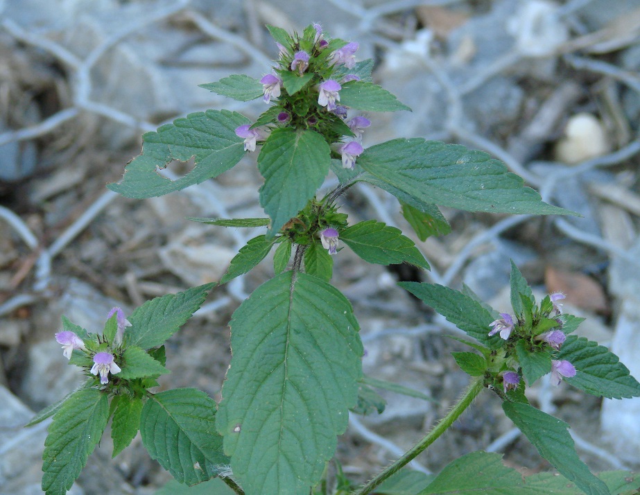 Изображение особи Galeopsis bifida.