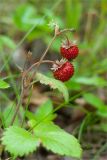Fragaria vesca