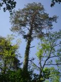 Image of taxon representative. Author is Андрей Чурилов