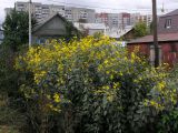 Helianthus tuberosus