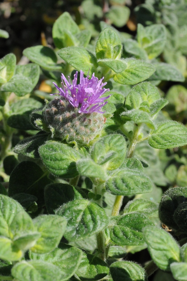 Изображение особи Monardella undulata ssp. crispa.